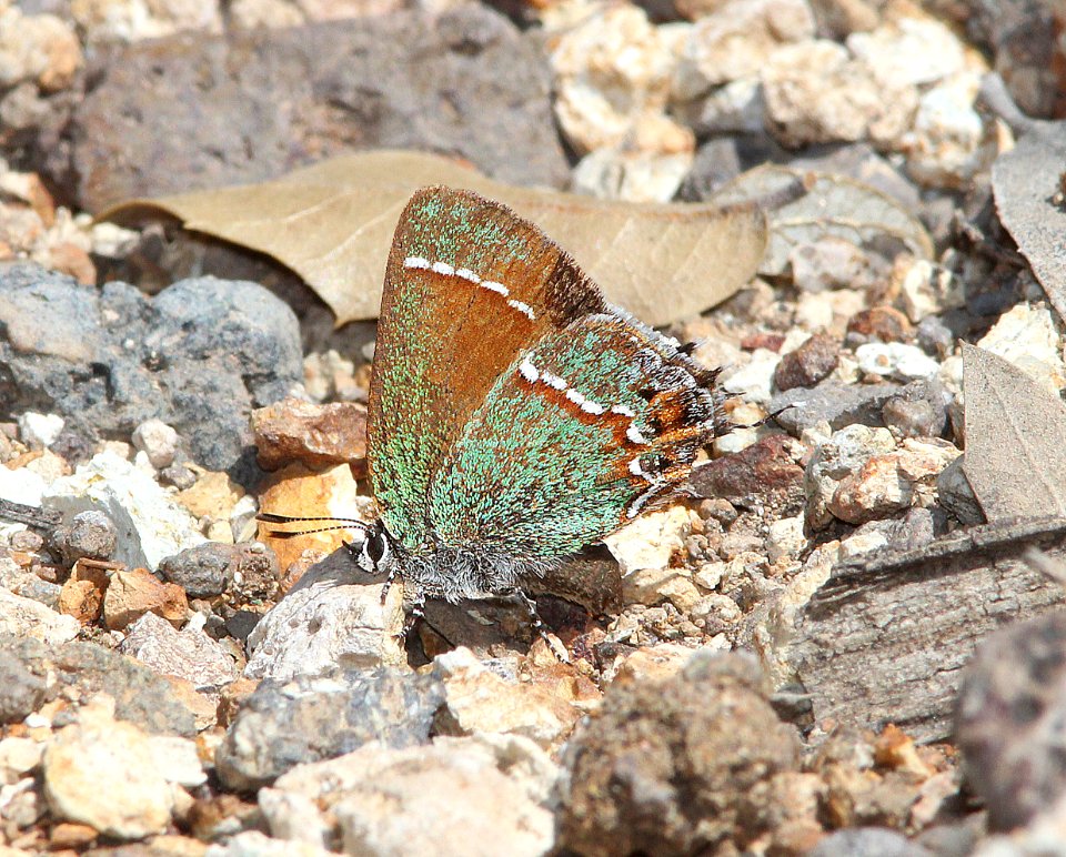 HAIRSTREAK, JUNIPER (Callophrys gryneus) (4-19-13) red mt rd, patagonia mts, scc, az