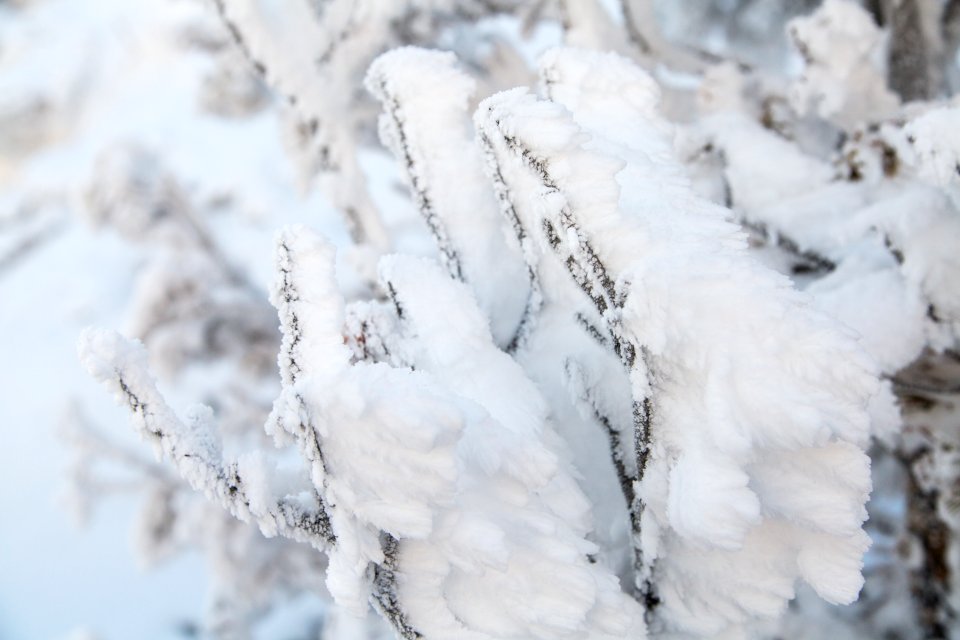 Rime ice, Mammoth Hot Springs