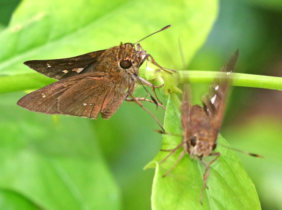 SKIPPER, DOUBLE-DOTTED (Decinea percosius) (11-14-2016) sabal palm, cameron co, tx -06