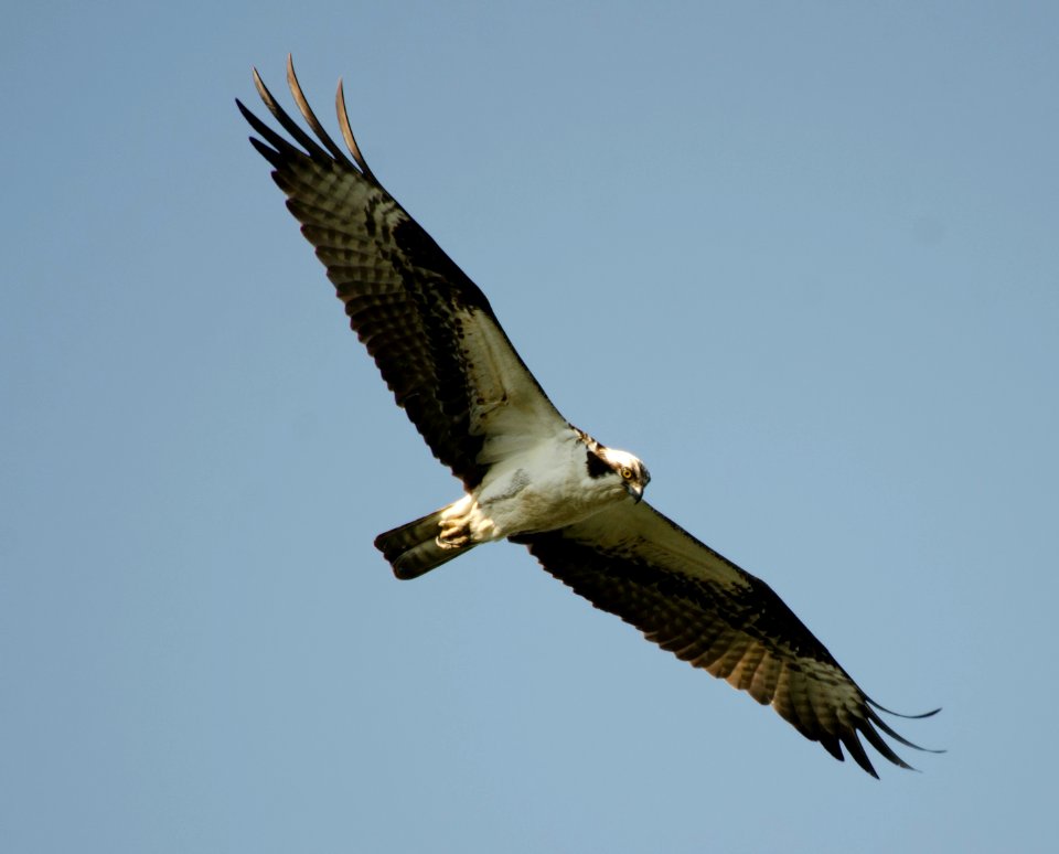 Osprey