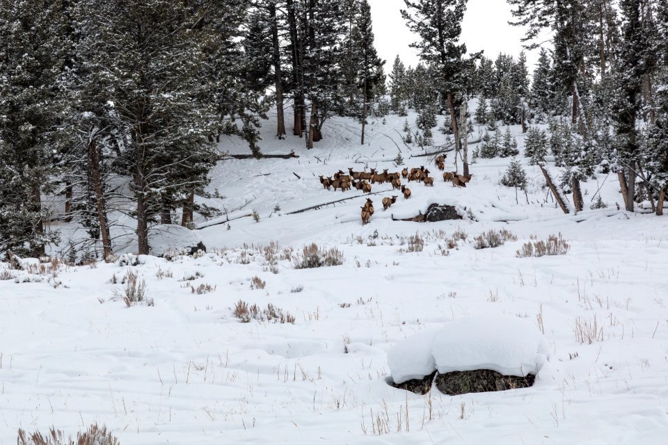 A group of elk near the Lost Lake Ski Trail