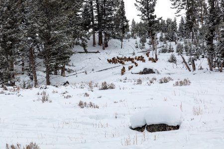 A group of elk near the Lost Lake Ski Trail photo