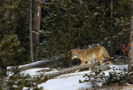 Coyote photo