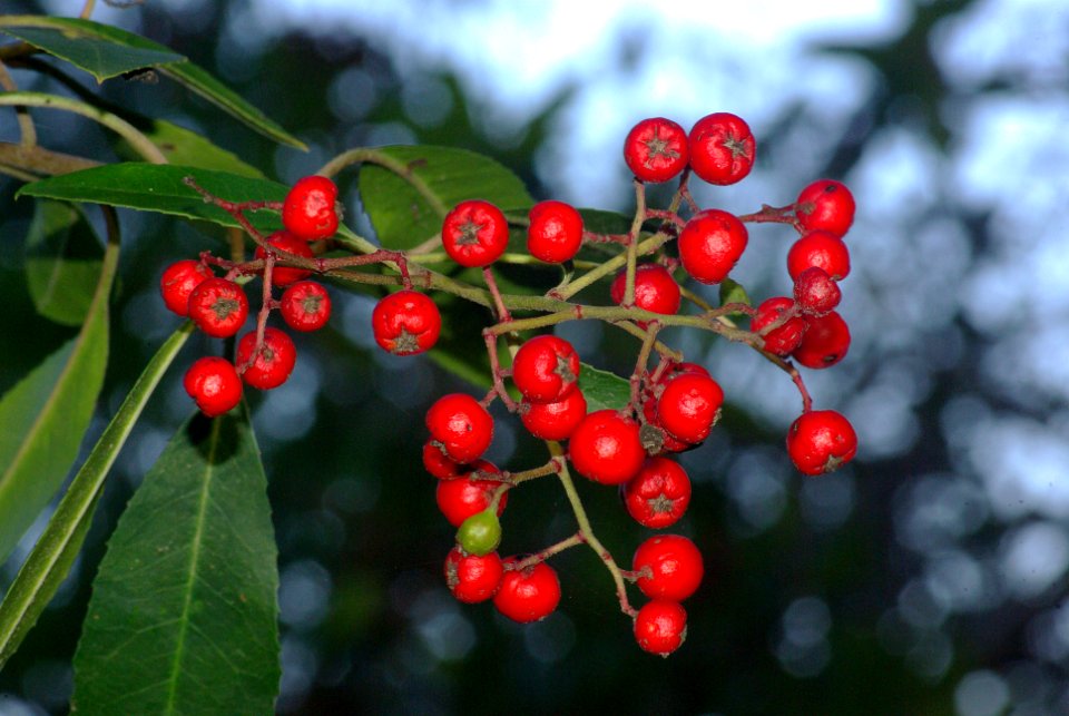 TOYON (heteromeles arbutifolia) (2-18-09) canet -2