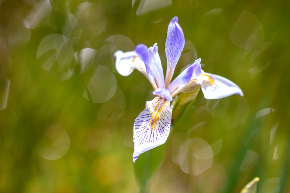 Rocky Mountain iris - Iris missouriensis