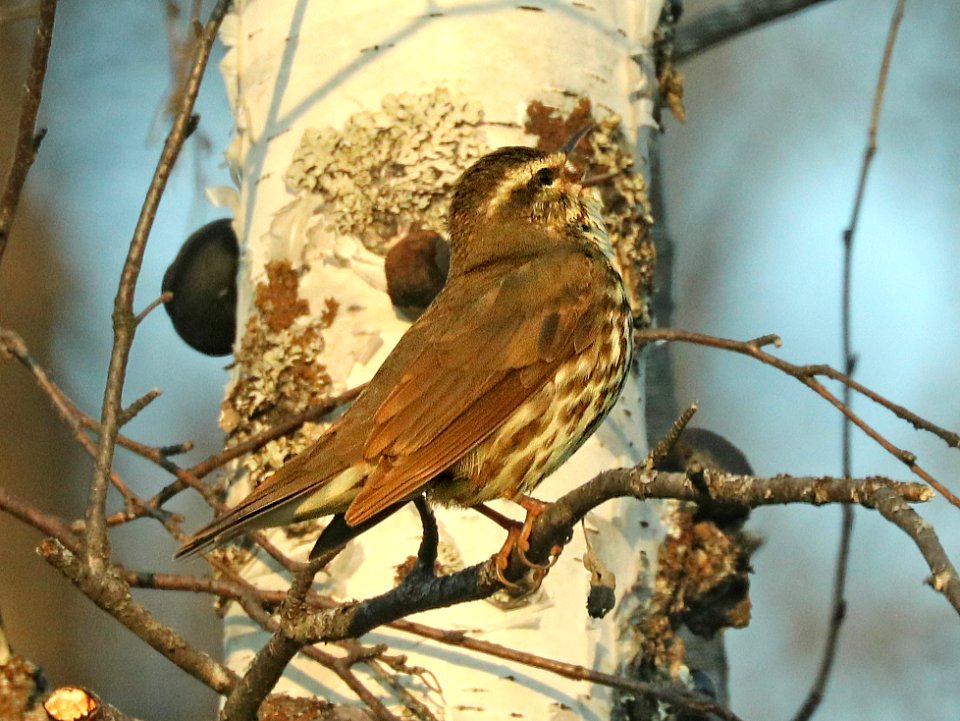 799 - NORTHERN WATER-THRUSH (6-14-2019) slate-colored, sockeyerd, north of willow, ak -08