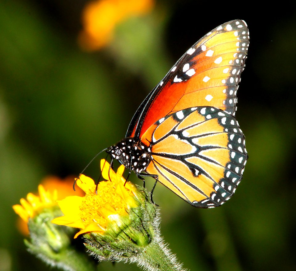 QUEEN (Danaus gilippus) (9-10-10) blue haven rd, patagonia, scc, az -02