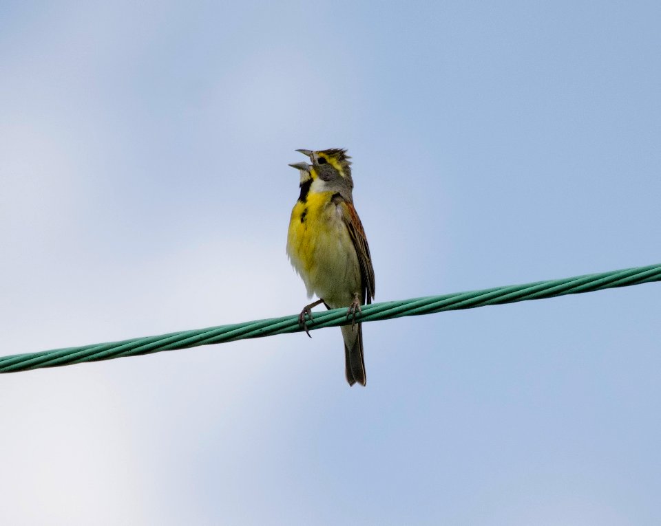 Dickcissel