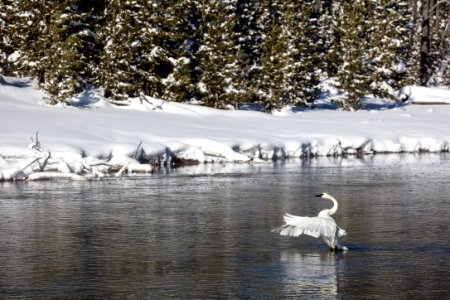 Trumpeter Swan on the Firehole River photo