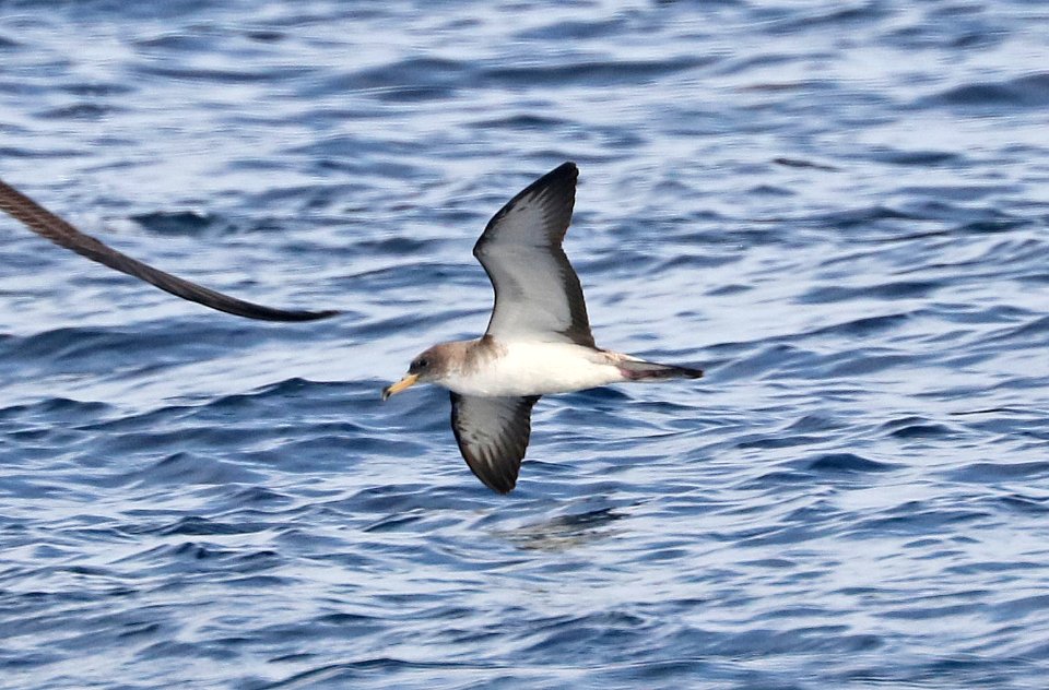 127 - SCOPOLI'S CORY'S SHEARWATER (5-31-2017) off hatteras, dare co, nc (5)