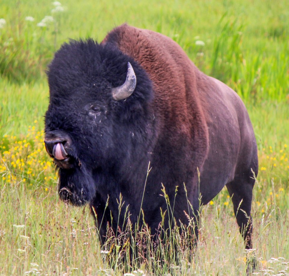 Bison