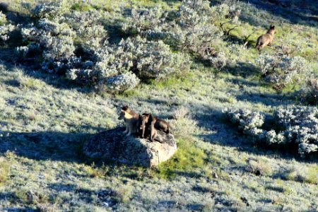 8-Mile Pack wolf pups photo