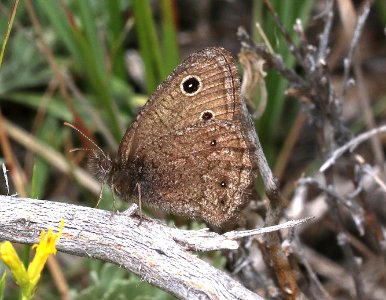 WOOD-NYMPH, SMALL (Cercyonis oetus) (7-22-2020) 5800 ft, rte 43 east of wisdom in big hole valley, beaverhead co, mt -01