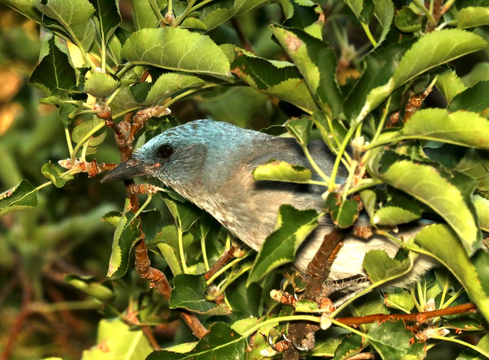 643 - MEXICAN JAY (8-17-2018) madera canyon, santa cruz co, az -01