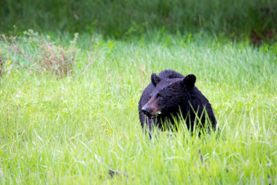 Black bear, Blacktail Deer Plateau