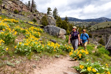 Hikers with arrowleaf balsamroot