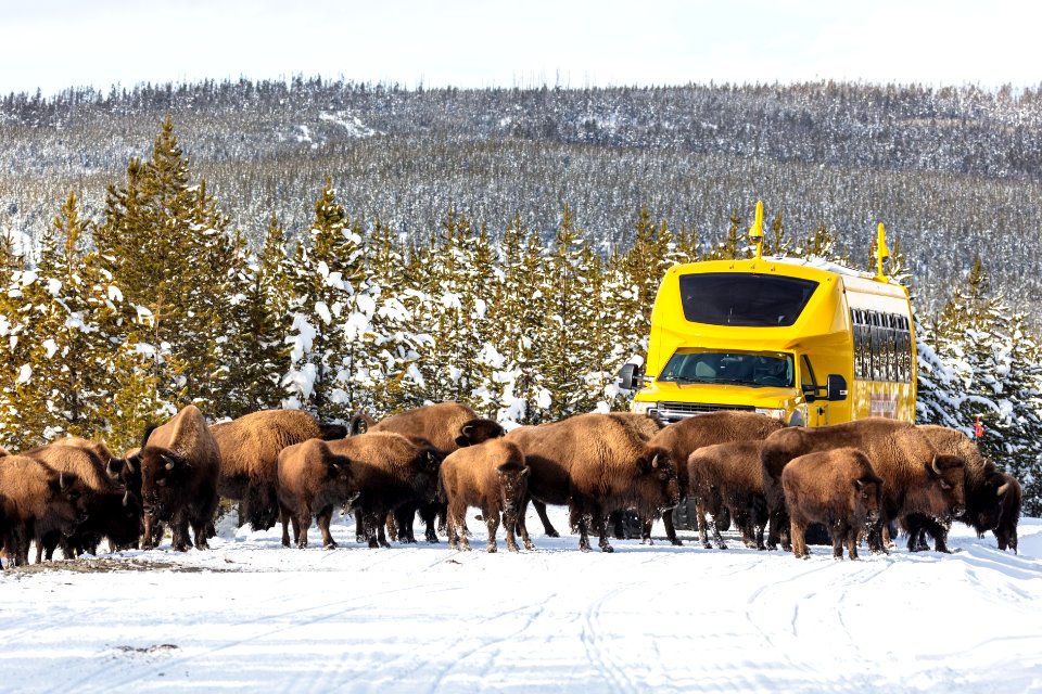 Bison in the road near Norris Geyser Basin Overlook