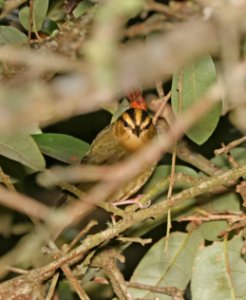 797 - WORM-EATING WARBLER (8-30-2016) high island, chambers co, tx -01