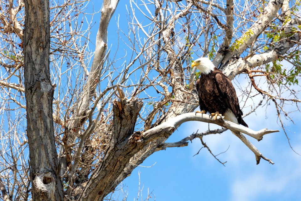 Bald eagle perched in a cottonwood near Livingston, MT