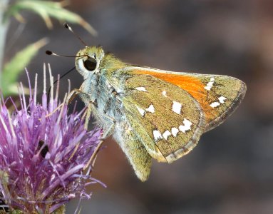 SKIPPER, APACHE (Hesperia woodgatei) (9-16-2020) 7200 ft, along woodchutes trail, north of poweline tank, prescott nat forest, yavapai co, az -09