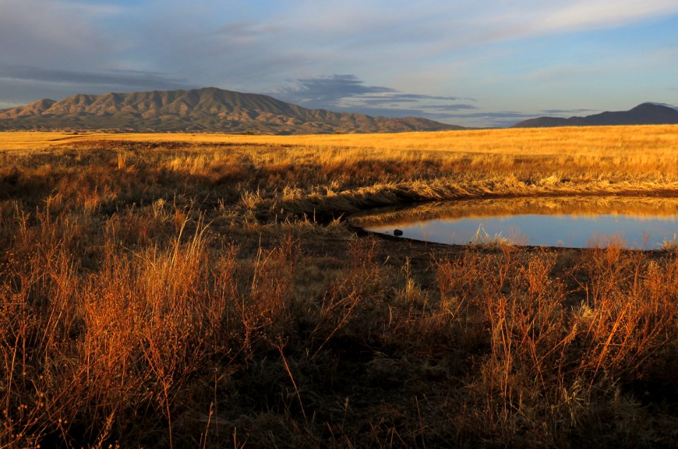 08vb - SAN RAFAEL VALLEY GRASSLANDS, SE of Patagonia, scc, az (2-3-2018) early morning at duquesne tank -03