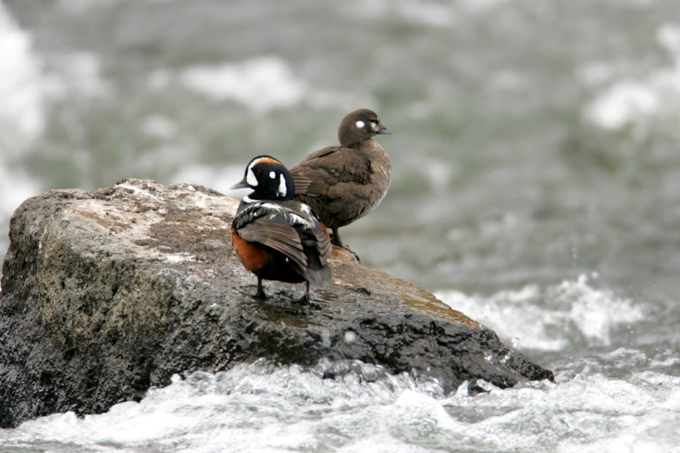 Male and female Harlequin ducks
