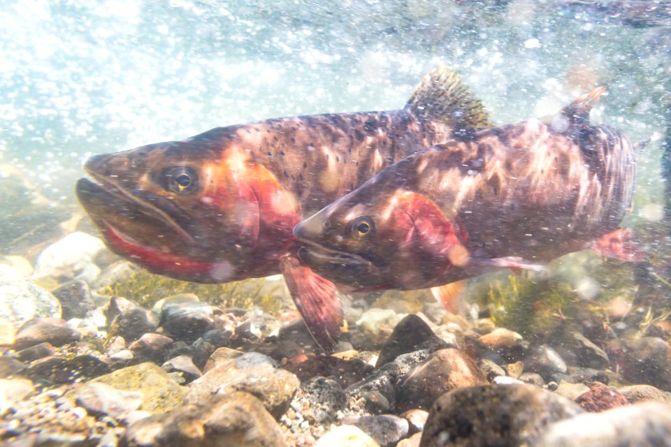 Spawning Yellowstone cutthroat trout (Oncorhynchus clarkii bouvieri) (10)