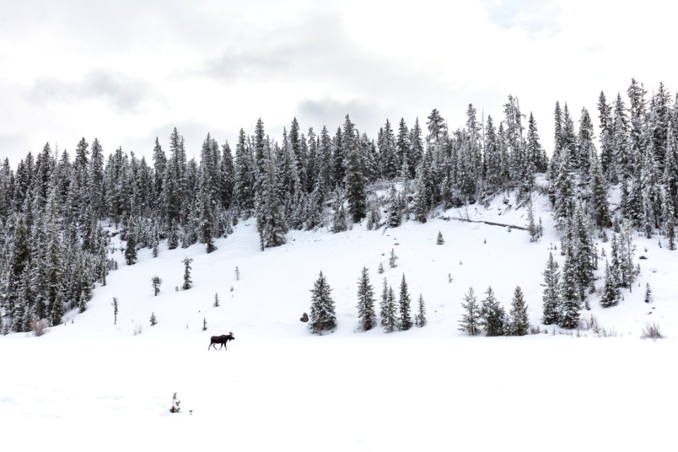 Bull moose on a frozen Lost Lake