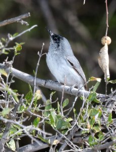 704 - BLACK-CAPPED GNATCATCHER (3-17-2017) below dam, patagonia lake, santa cruz co, az -03