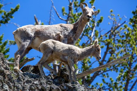 Bighorn sheep ewe and lamb