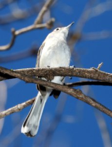 704 - BLACK-CAPPED GNATCATCHER (2-5-2017) patagonia lake, santa cruz co, az -05 third gnatcatcher seen today