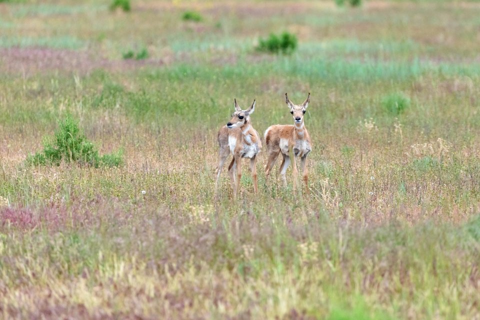 Pronghorn fawns on the lookout together