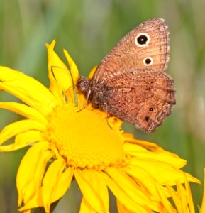 WOOD-NYMPH, SMALL (Cercyonis oetus)(7-13-2015) near hannigan meadow, white mts, greenlee co, az