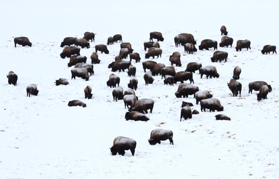 Bison in Hayden Valley