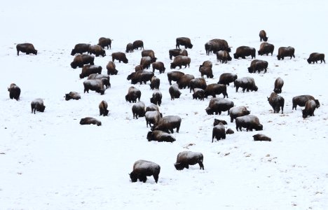 Bison in Hayden Valley photo
