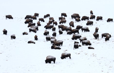 Bison in Hayden Valley