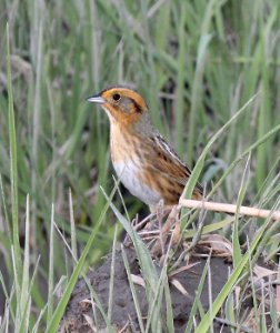 888 - NELSON'S SPARROW (5-26-2015) subvirgatus race, scarborough marsh, cumberland co, maine -04