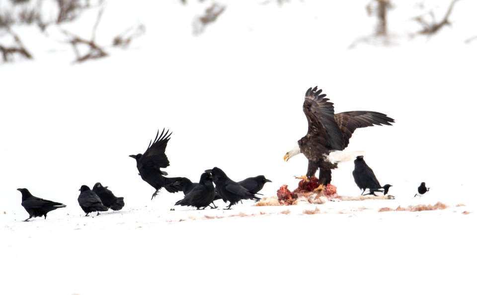 Eagles and ravens on pronghorn carcass