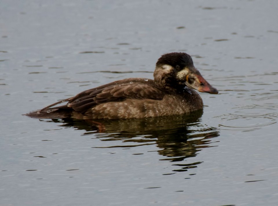 Surf Scoter