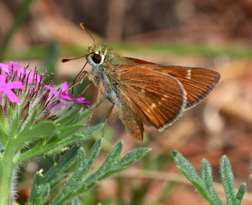 SKIPPER, SNOW'S (Paratrytone snowi) (7-9-2020) upper hospital flats, mt graham, pinaleno mts, graham co, az -05