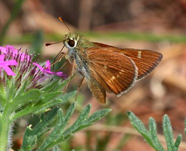 SKIPPER, SNOW'S (Paratrytone snowi) (7-9-2020) upper hospital flats, mt graham, pinaleno mts, graham co, az -05