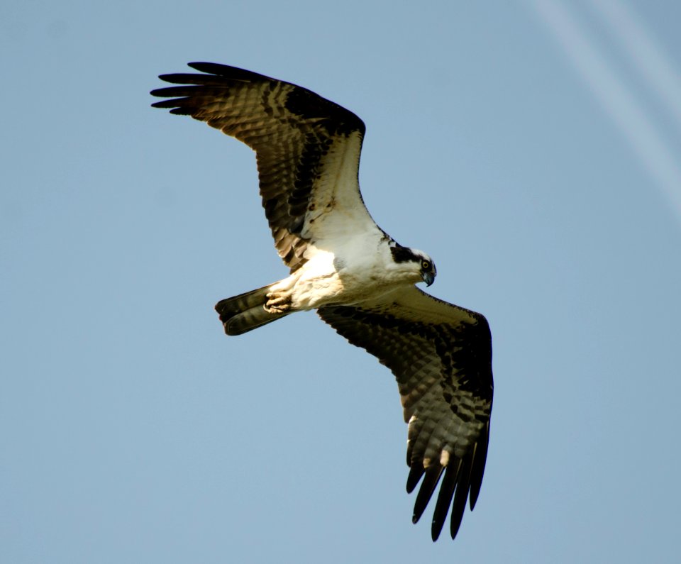 Osprey