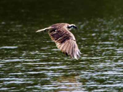 Osprey over BRS