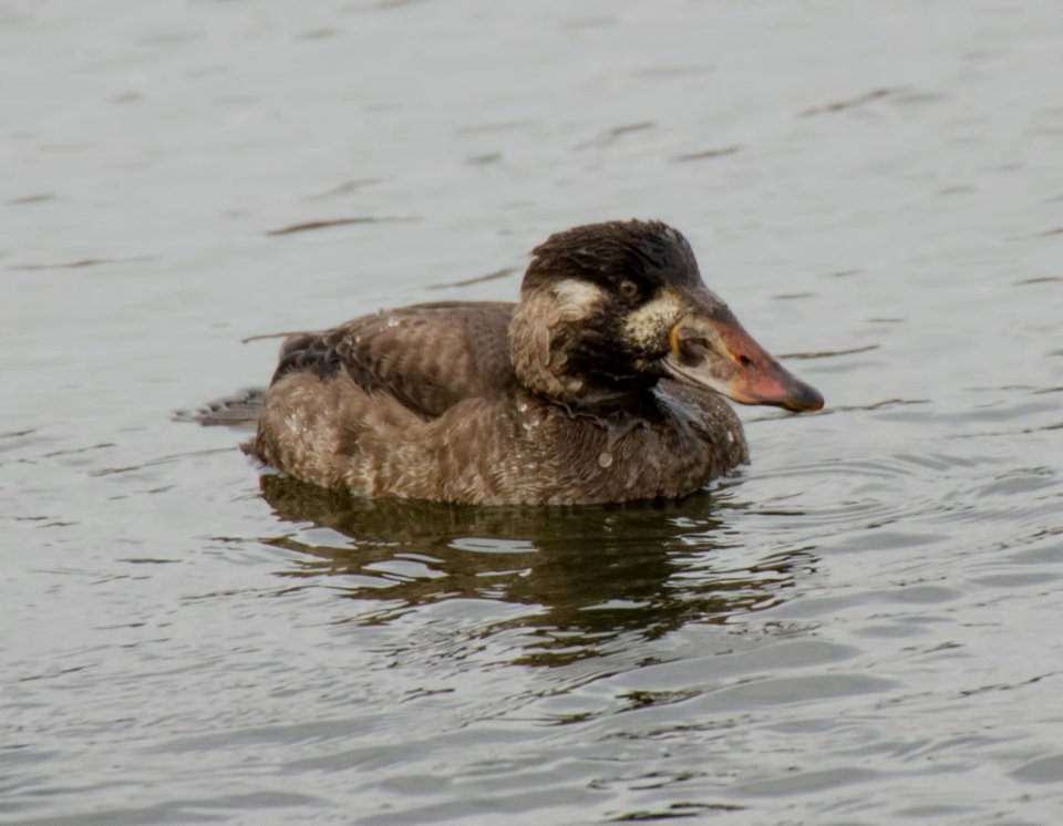 Surf Scoter photo