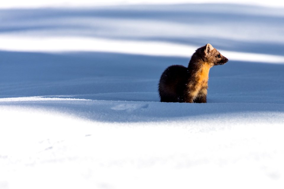 Marten listening and looking around