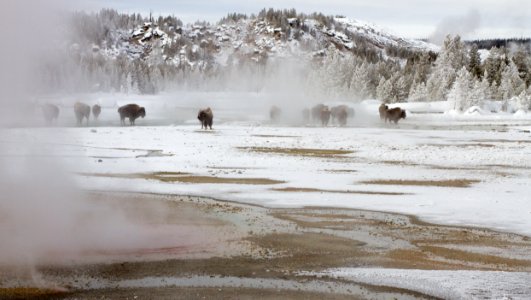 Bison in Porcelain Basin at Norris Geyser Basin