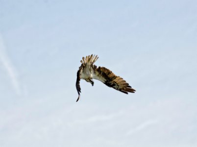 Osprey diving