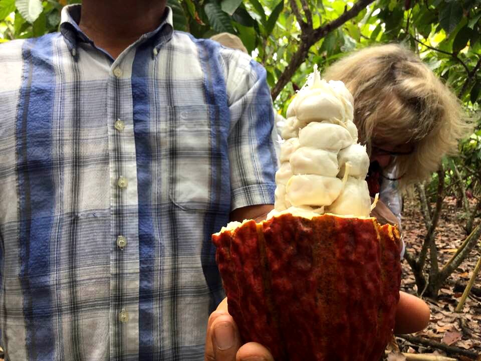 Cacao 1E