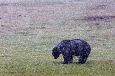 Black bear