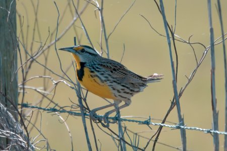 Eastern Meadowlark
